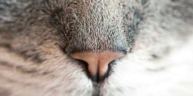 酸骑兵玩家心理研究：挑战、成就感与沉浸式体验如何塑造单机游戏社区